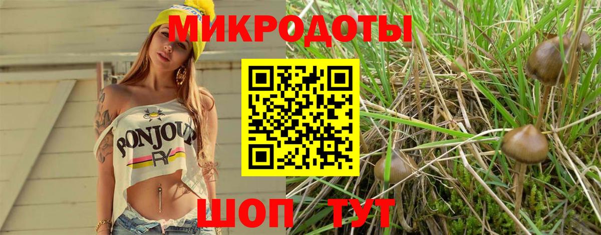Галлюциногенные грибы Psilocybine cubensis Хабаровск